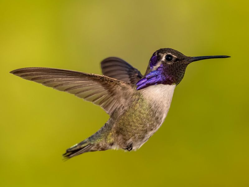 costas hummingbird