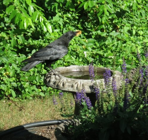 crow at birdbath