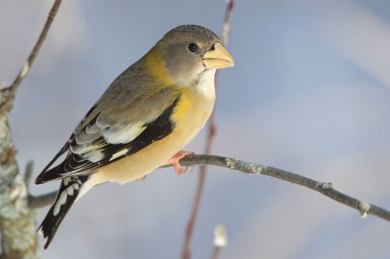 evening grosbeak