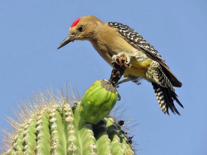 gila woodpecker