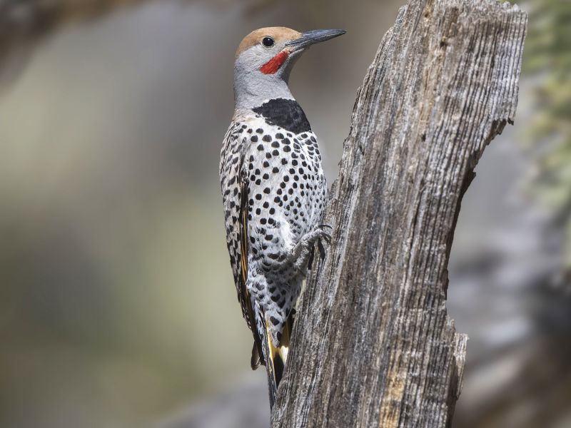 gilded flicker