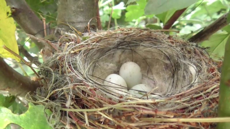 american goldfinch nest