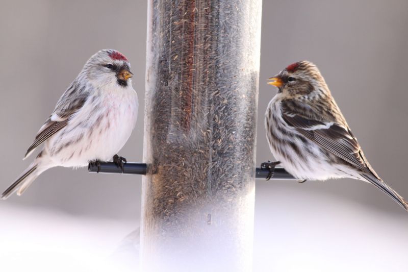 hoary redpoll