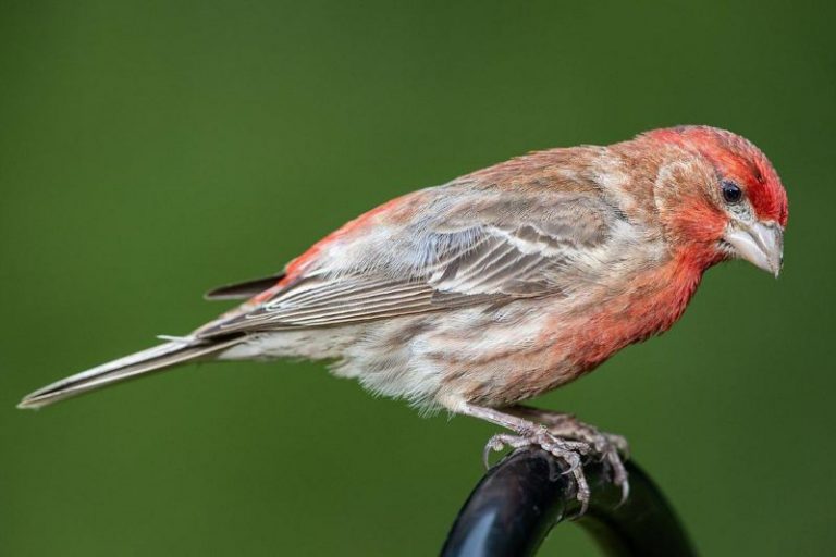 Finches In Michigan (8 Species Pictured) Daily Birder