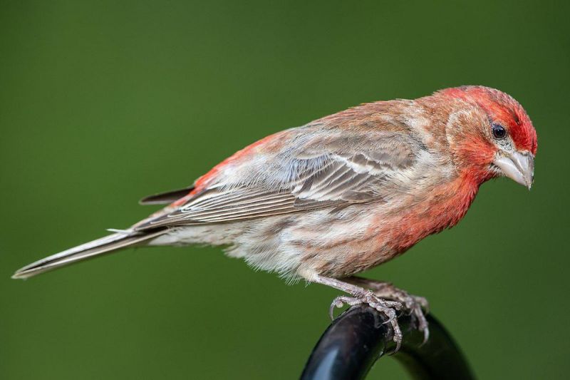 red house finch