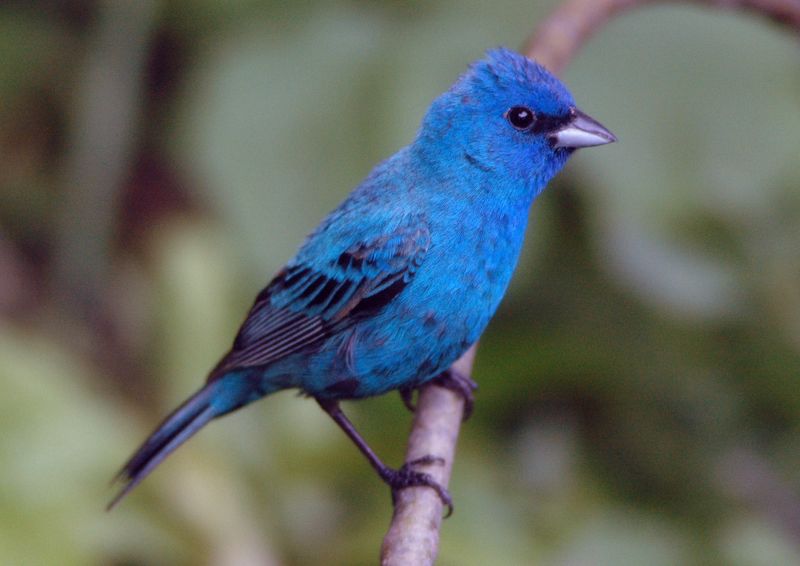 indigo bunting