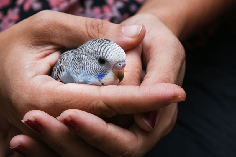 injured bird transport