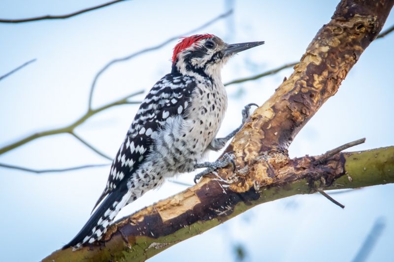 ladder backed woodpecker