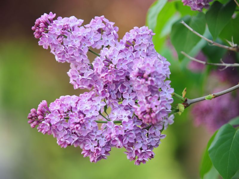 lilac flower