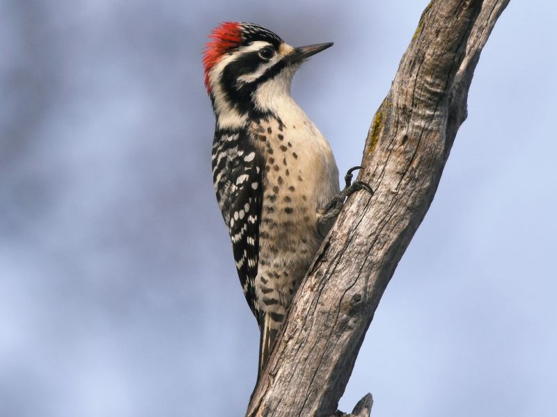 nutalls woodpecker