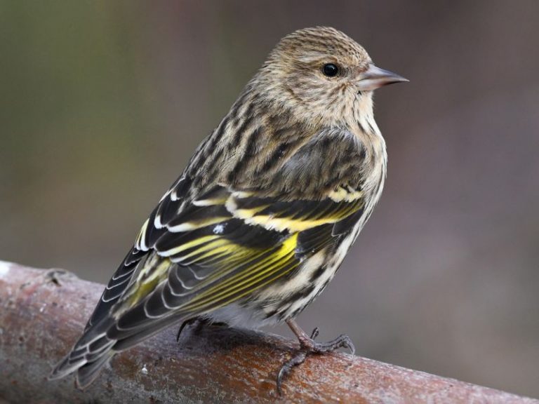 Finches In Michigan (8 Species Pictured) - Daily Birder