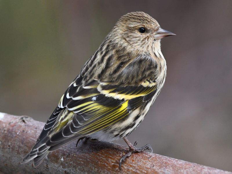 Finches In Texas (8 Species Pictured) - Daily Birder