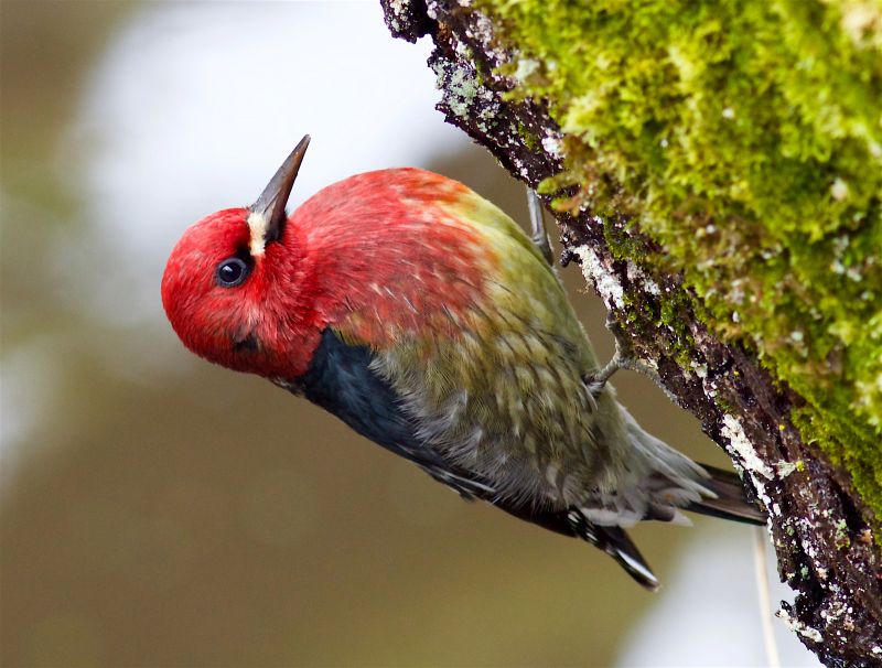 red breasted sapsucker