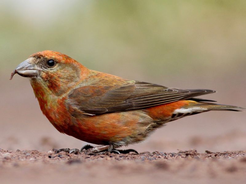 red crossbill in ohio