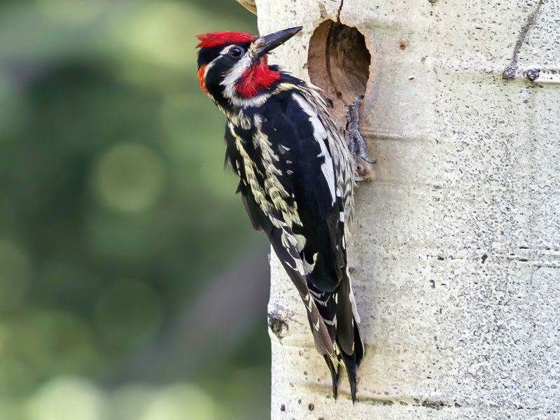 red naped sapsucker