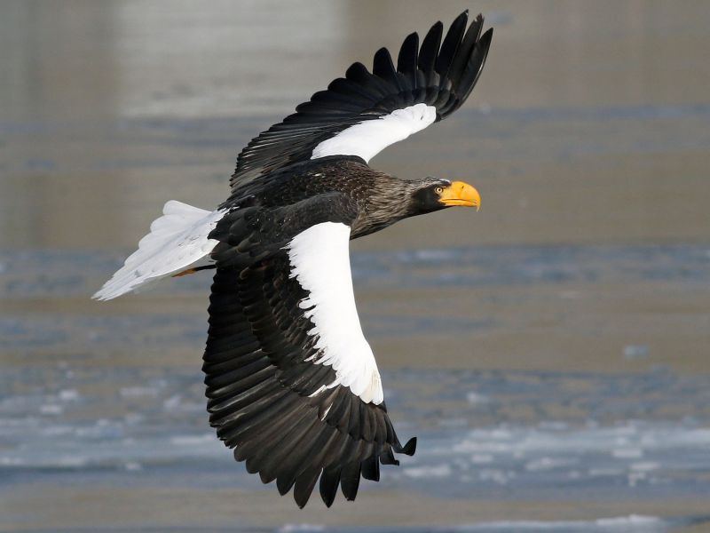 steller's sea eagle