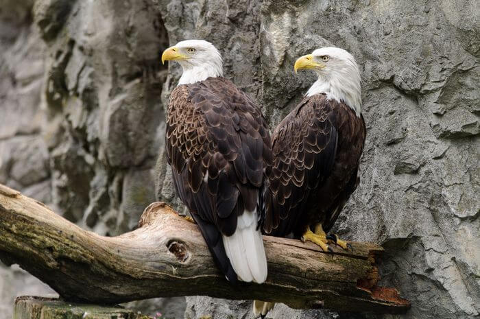 two bald eagles