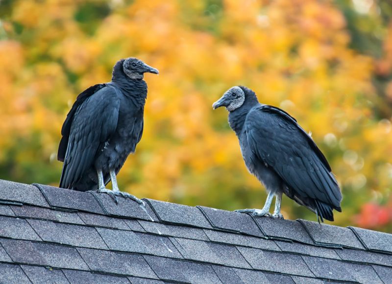 two black vultures