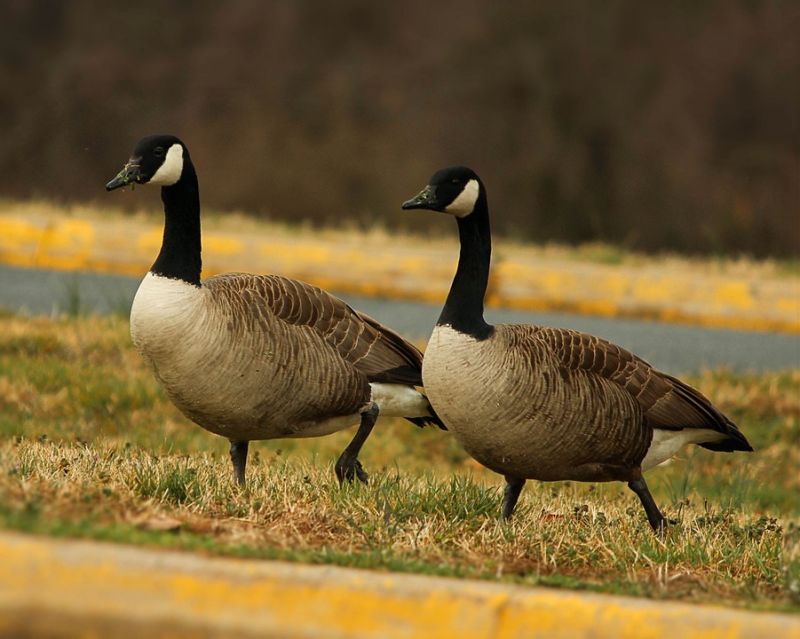 two canadian geese that mate for life
