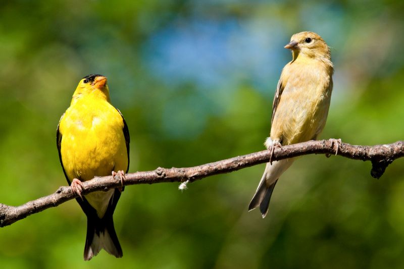 two american goldfinches