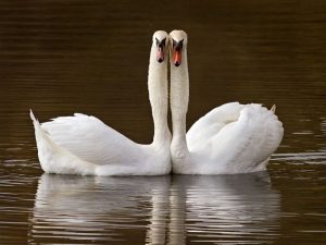 two mute swans