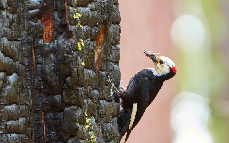white headed woodpecker