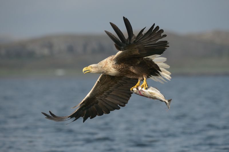 white tailed eagle