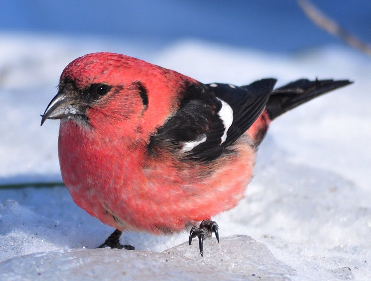 white winged crossbill