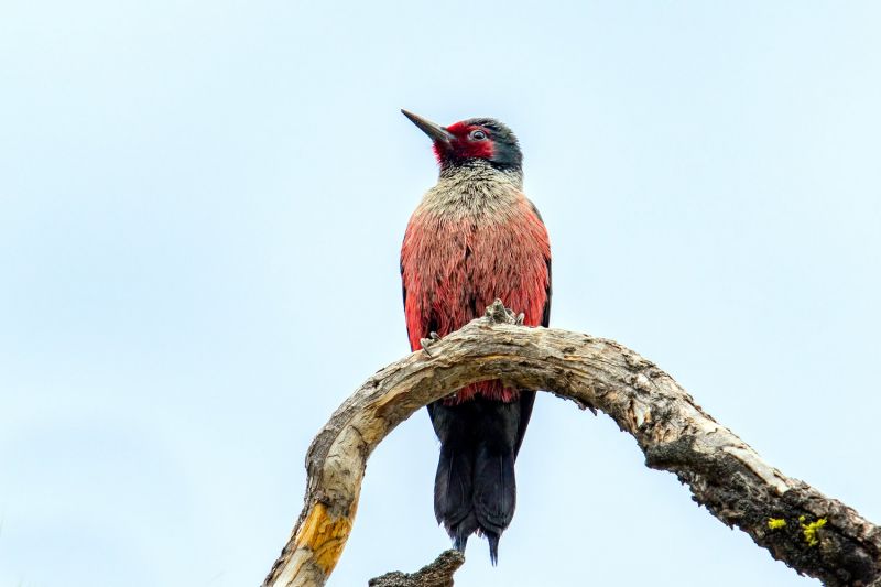 lewis's woodpecker