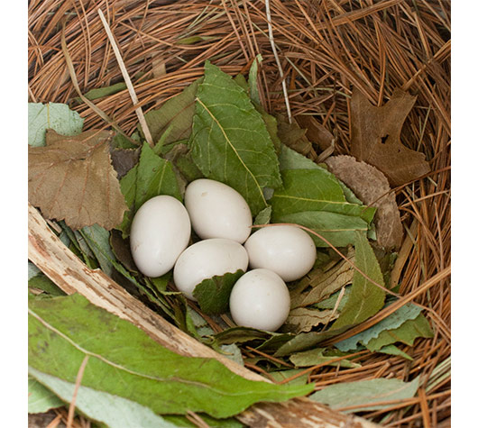 purple martin eggs